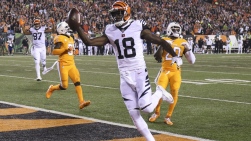 bengals.jpg