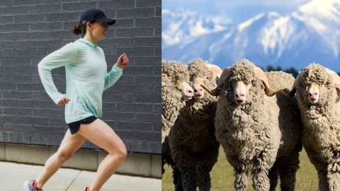 Les coureurs sont-ils des moutons ?