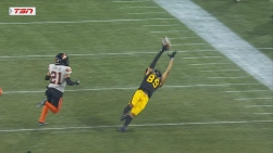 LCF_LIONS_TIGER_CATS_AO7_frame_388428.jpeg