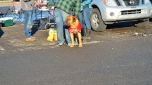 Un chien avec un chandail du Rouge et Or