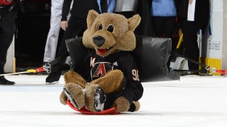 Howler the Coyote Mascotte Coyotes