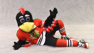 Tommy Hawk Tommy Hawk, mascotte des Blackhawks