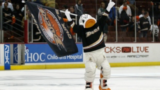 Wild Wing Wild Wing, mascotte des Ducks d'Anaheim