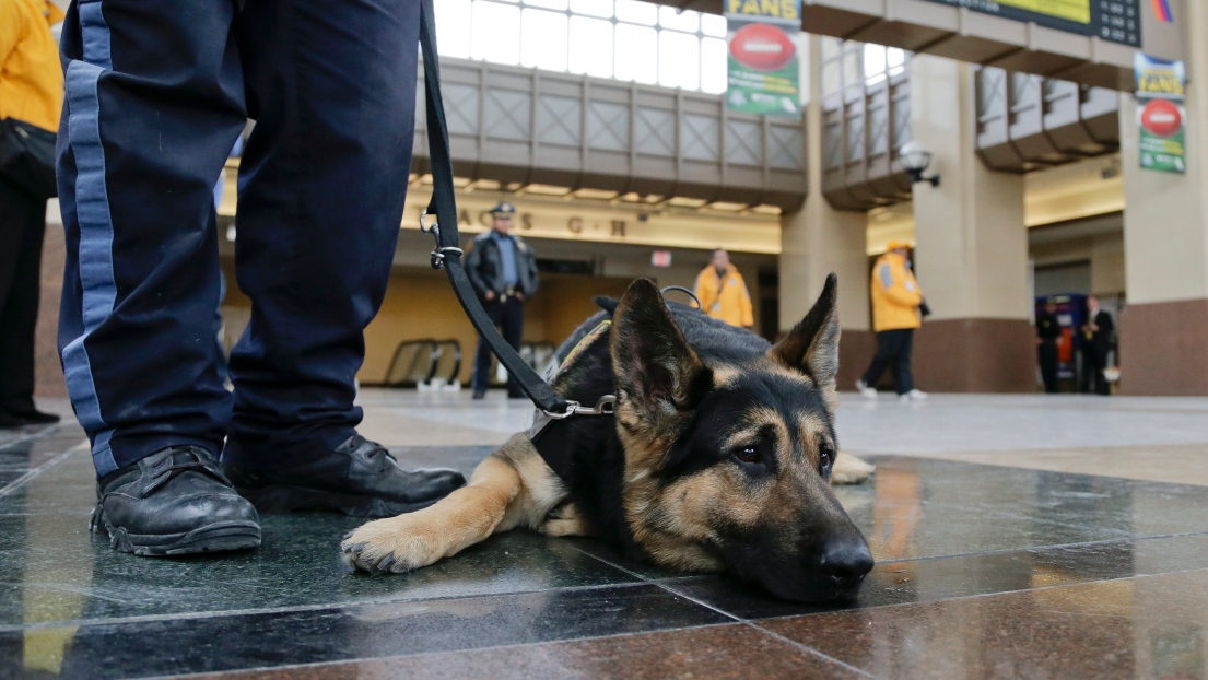 Pasha, un chien policier